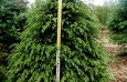 Canadian Hemlock